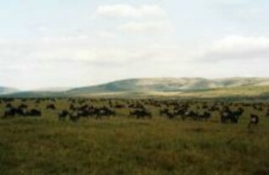 Masai Mara Wildreservat