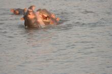 Flusspferde im Luangwa