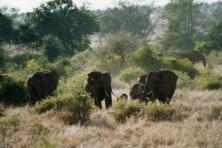Elefanten im Taita Hills