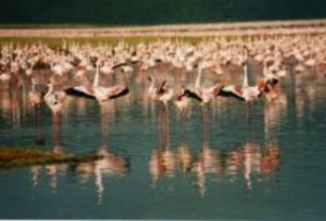 Lake Nakuru Wildreservat