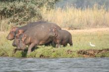 Bootsafari auf dem Zambezi