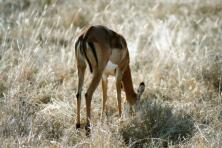 Antilope im Taita Hills