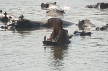 Flusspferde im Luangwa